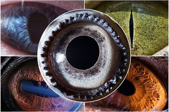 The secrets of the eyes; 30 unique images of animal eyes