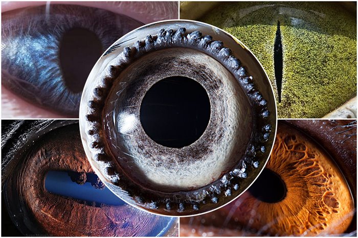 The secrets of the eyes; 30 unique images of animal eyes
