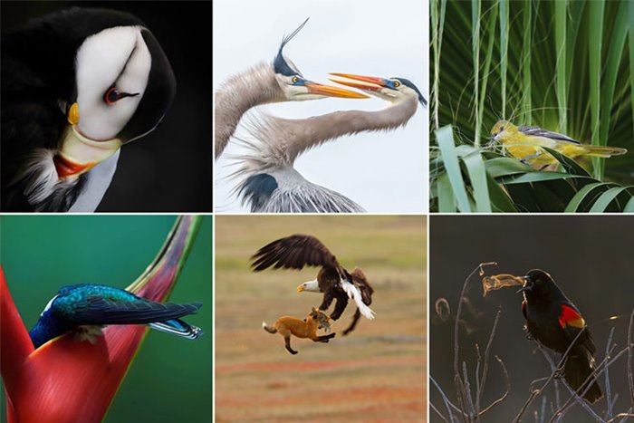 The winners of the 10th Audubon Photography Contest were announced