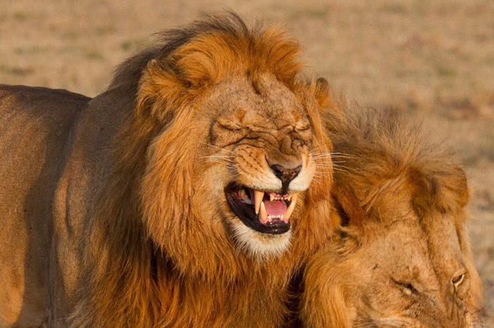 When The King Of The Jungle Laughs In Front Of The Camera!