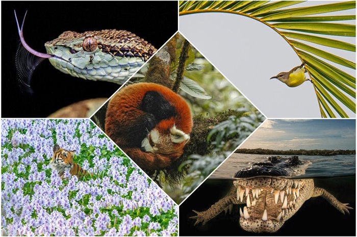 Winners of the 2022 Nature inFocus photography contest