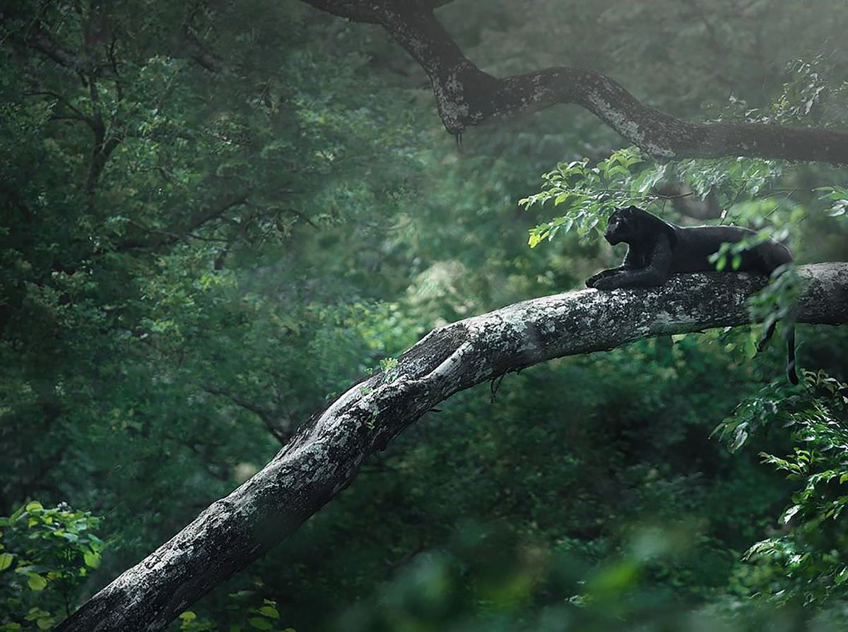 A black panther on a tree in the forest of South India / Shaz Jag