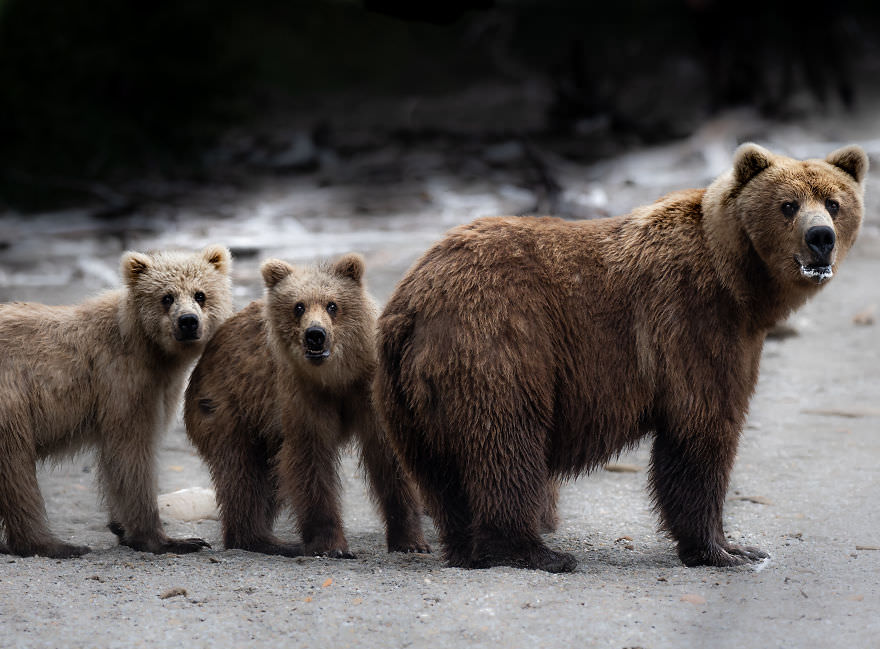 A brown bear with her cubs / Brooke Bartelson