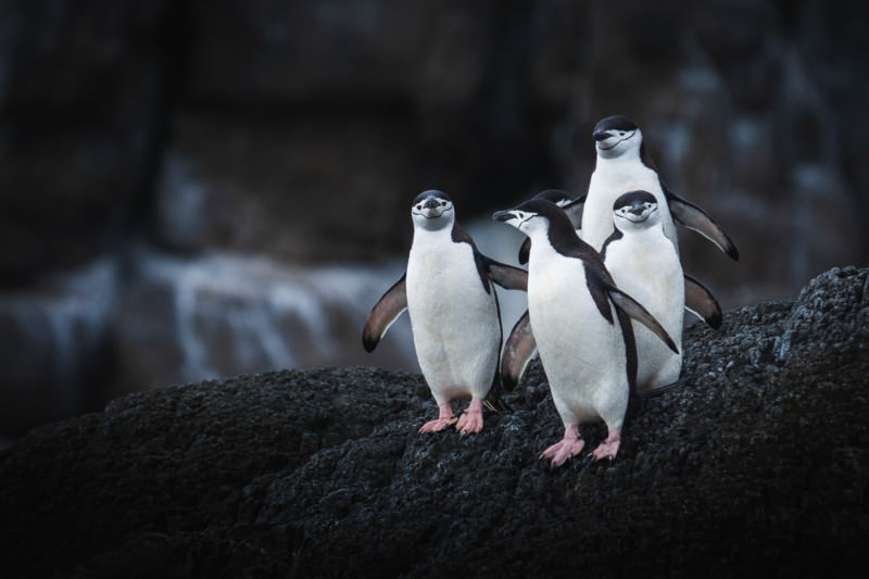 A bunch of bearded penguins