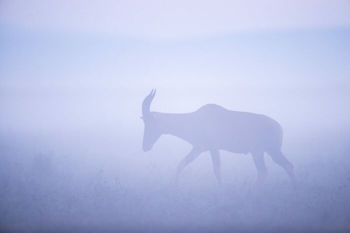 A deer in the mist / Avery and Hallie Lawfield Gelman