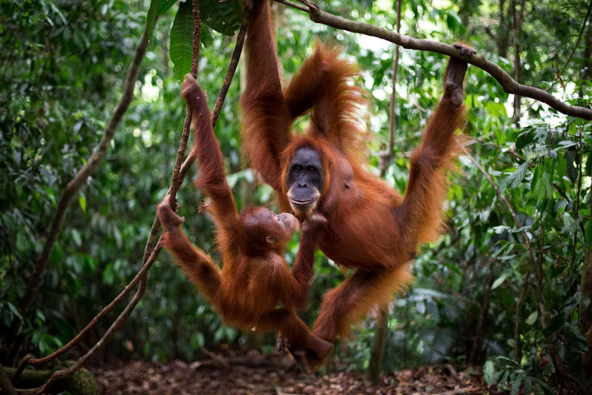 A female orangutan and her baby / Matthew Cordes / PA2F environmental photography  