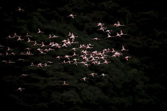 A flock of flying flamingos / Avery and Haley Lovewild Goleman