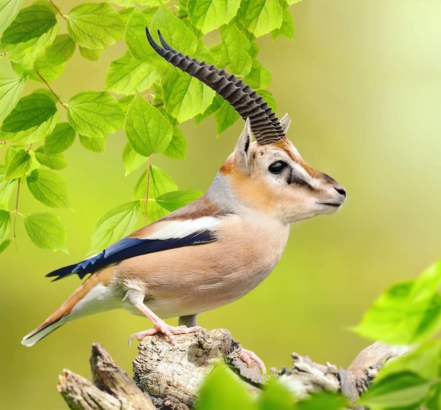 A four-legged animal hybrid with a bird