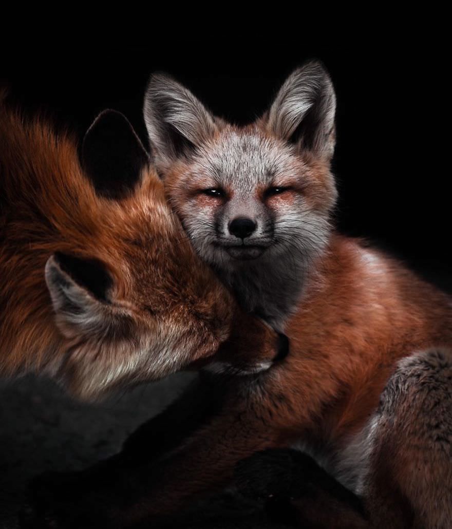 A mother red fox with her cub / Brooke Bartelson