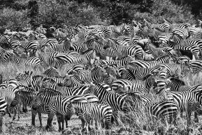 A pack of zebras / Avery and Hallie Lovewild Goleman