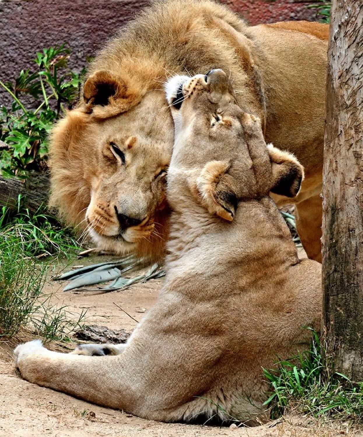 A pair of African lions at the Los Angeles Zoo / Hubert and Kalisa