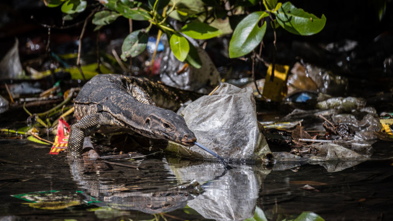 A portrait of a crocodile, winner of the 2022 Mangrove Photography Awards