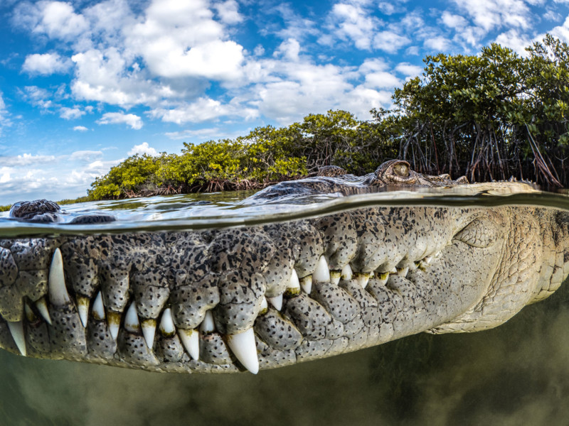 A portrait of a crocodile, winner of the 2022 Mangrove Photography Awards