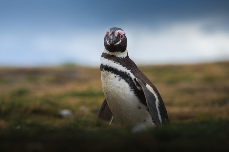 A portrait of a Magdalena penguin