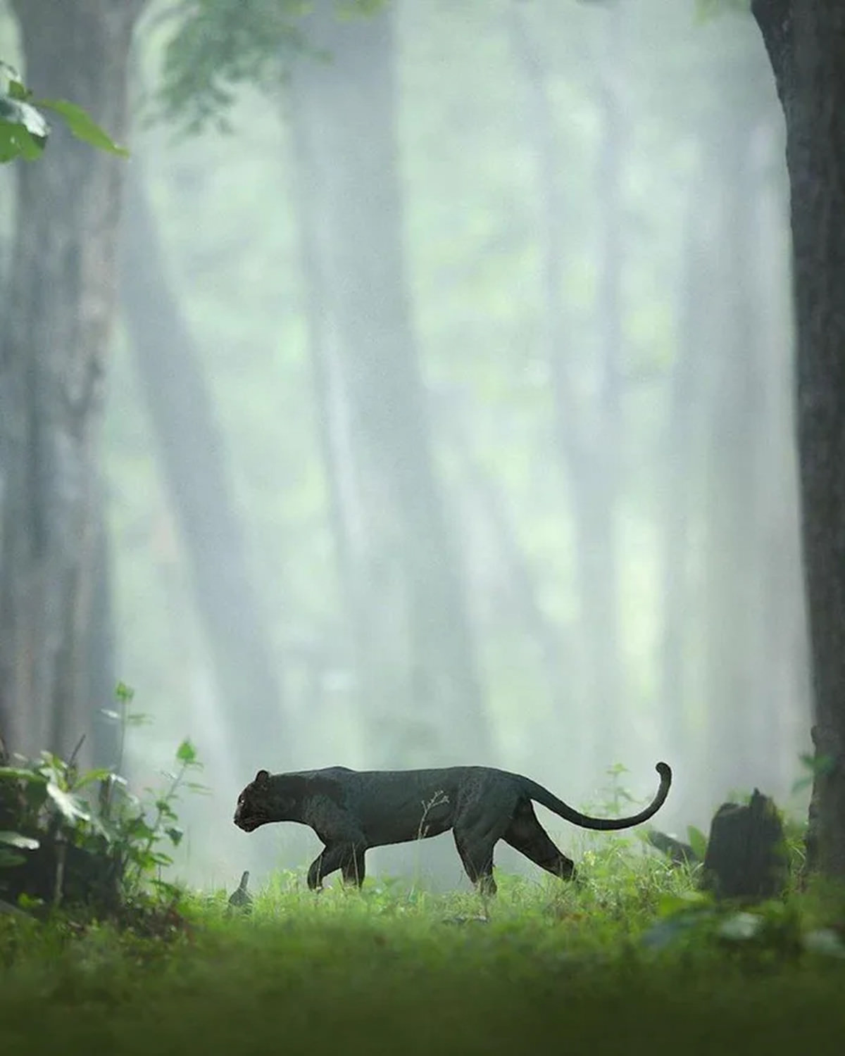 A rare black panther roaming in the forest / Shaz Jag