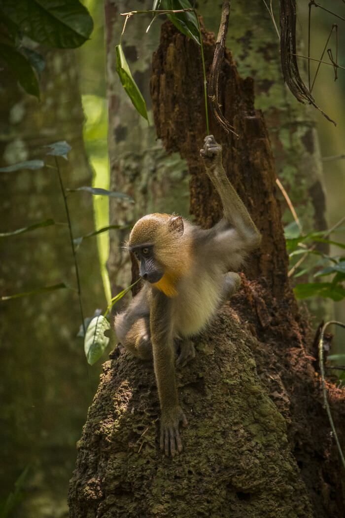 A yellow monkey in a tree / Avery and Heli Lovewild Goleman