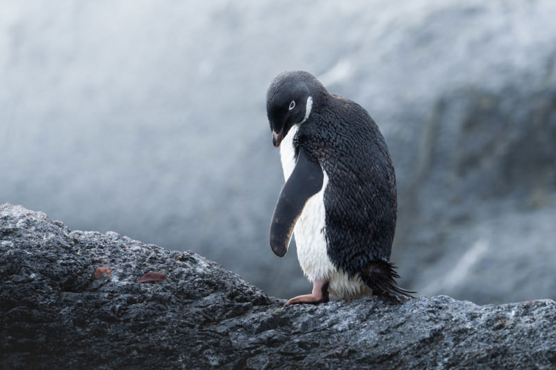Adele penguin posing