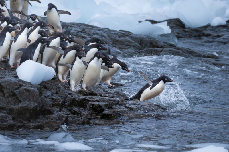 Adele penguins jumping into the water in a row
