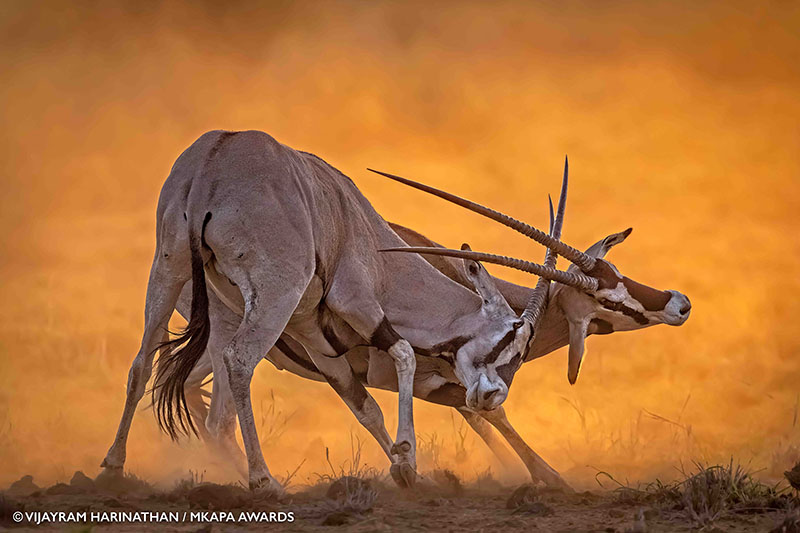 African wildlife photography contest 2022