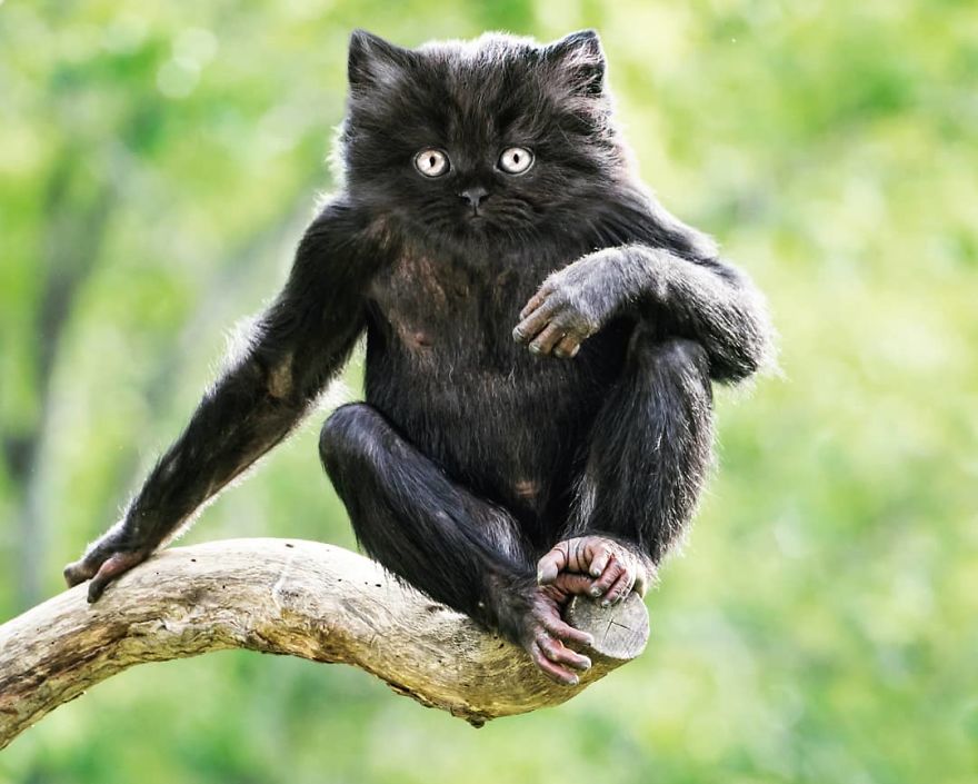 An animal hybrid of a monkey and a cat
