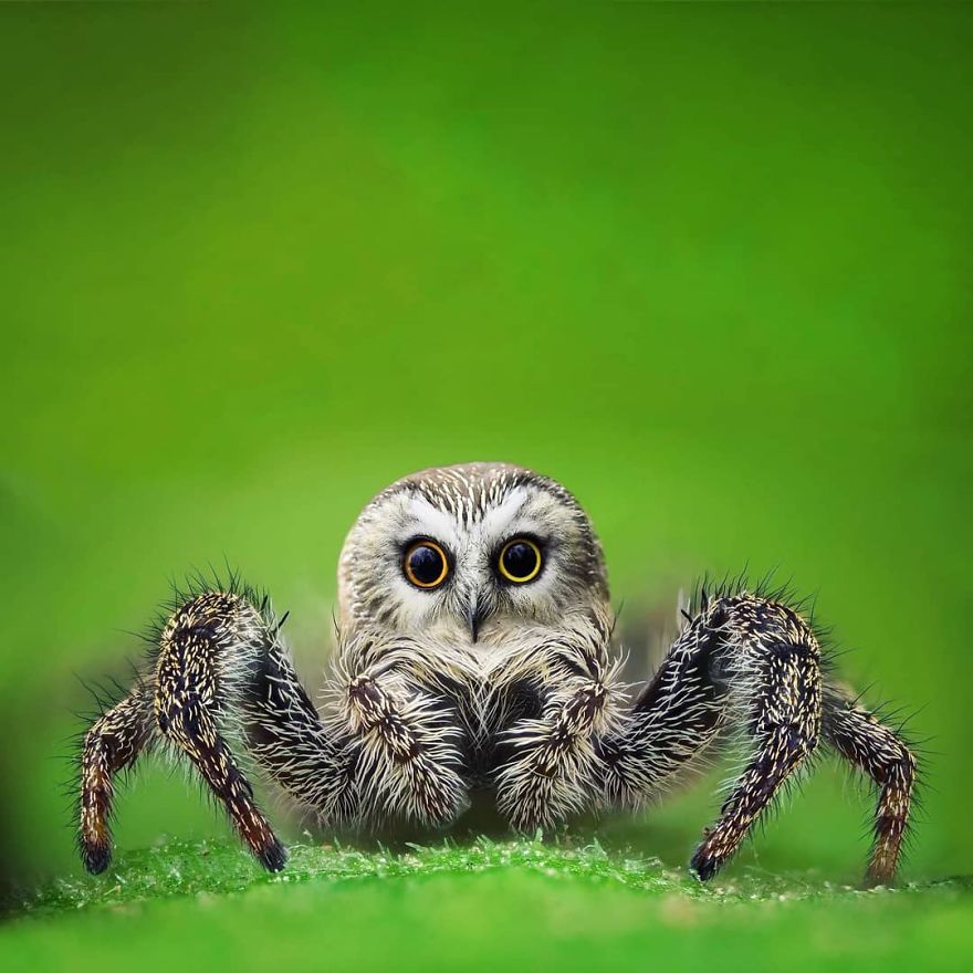 An animal hybrid of an owl and a spider