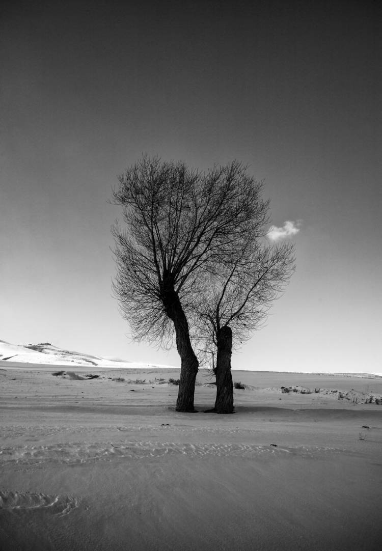 An example of a picture taken of trees by Ali Shukri