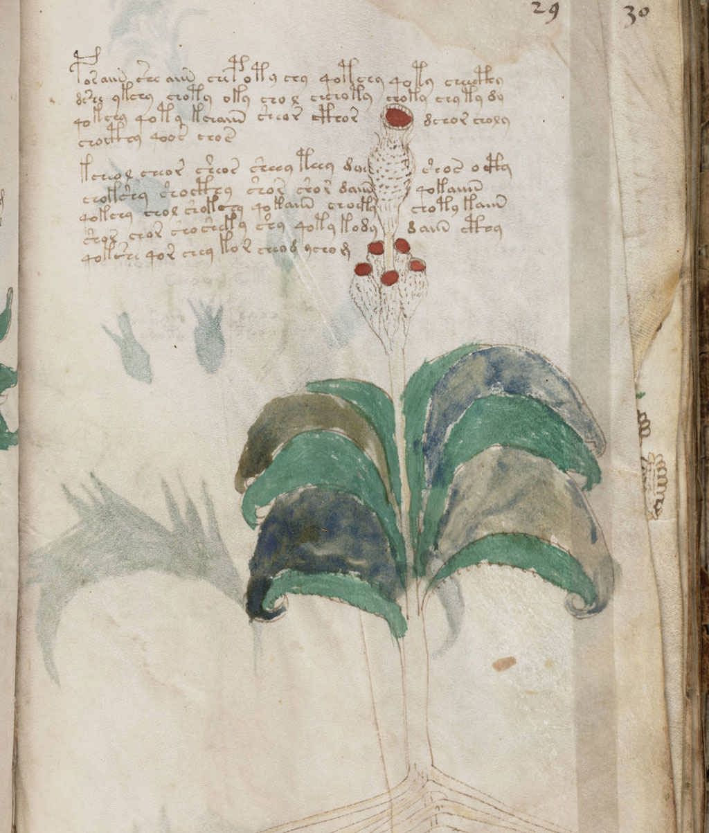 An image of the plant section of the Voynich manuscripts.