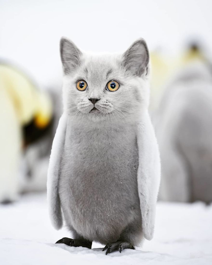 Animal hybrid cat and penguin