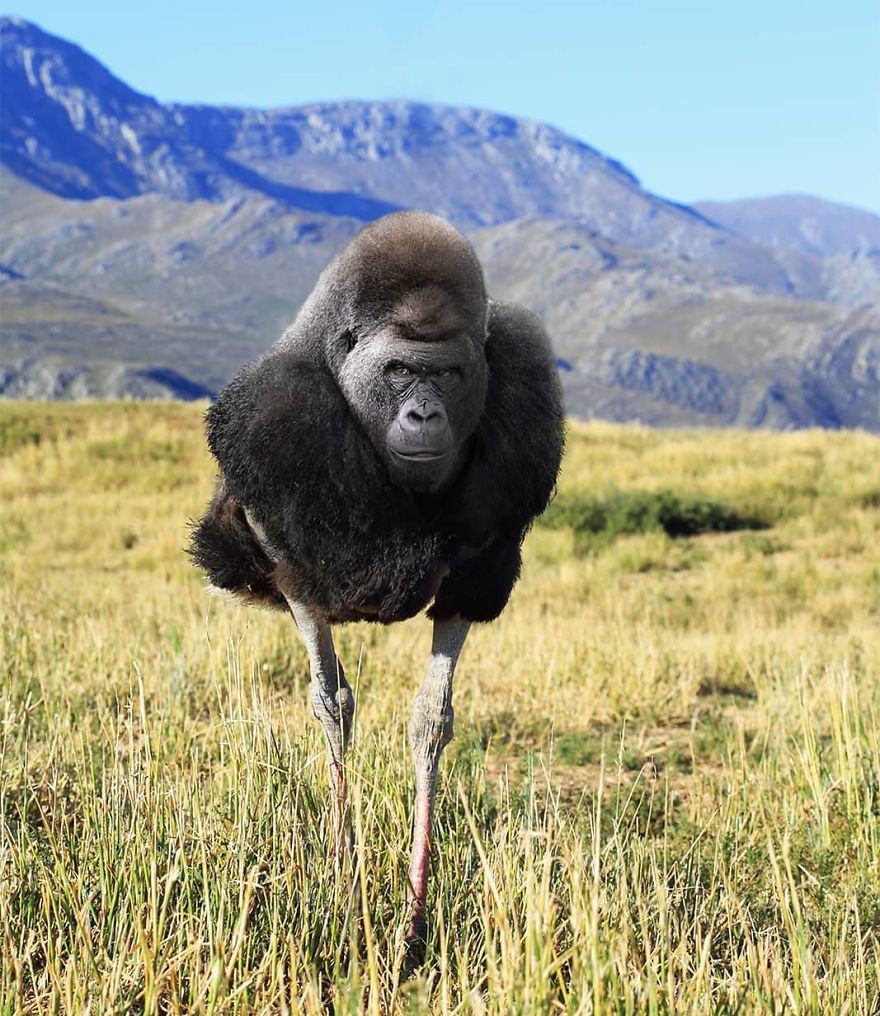 Animal hybrid of gorilla and ostrich