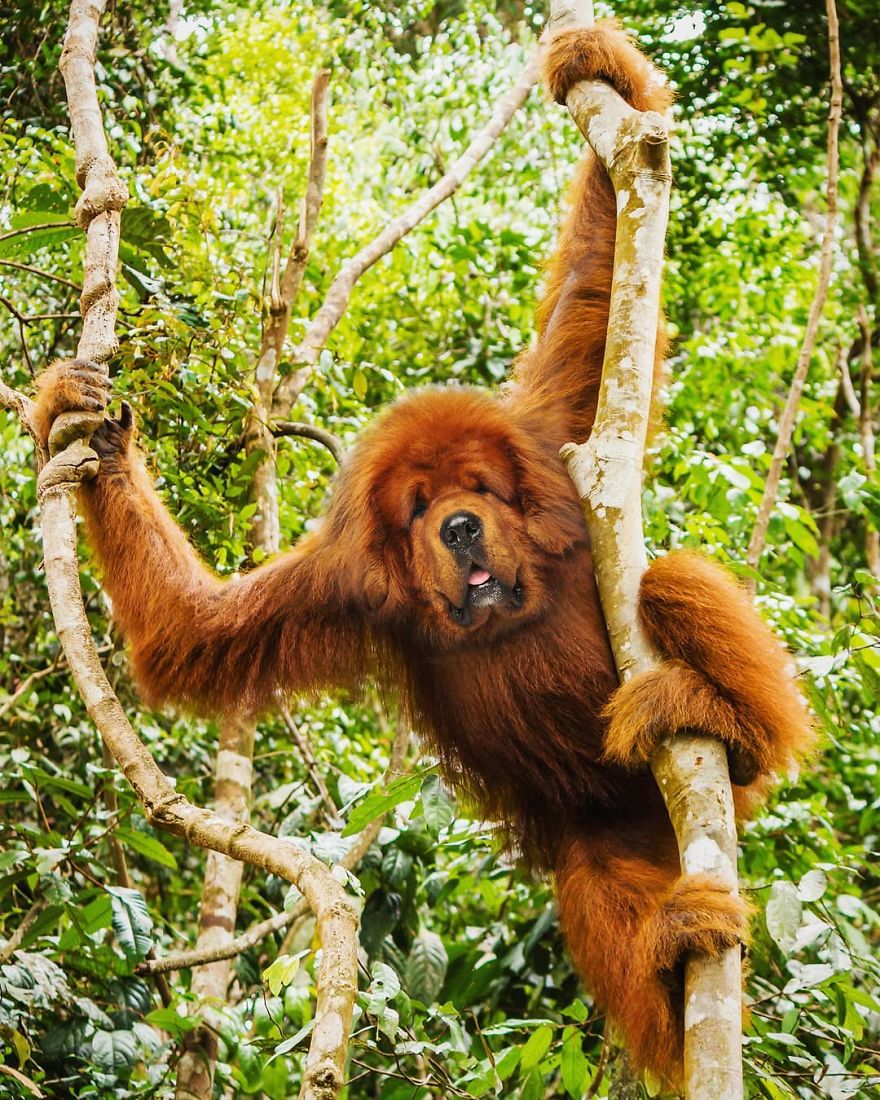 Animal hybrid of orangutan and dog
