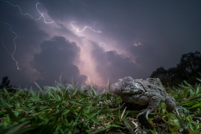The final winners of the Focus on Nature Photography Festival 2020