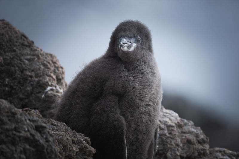 Audley penguin chick