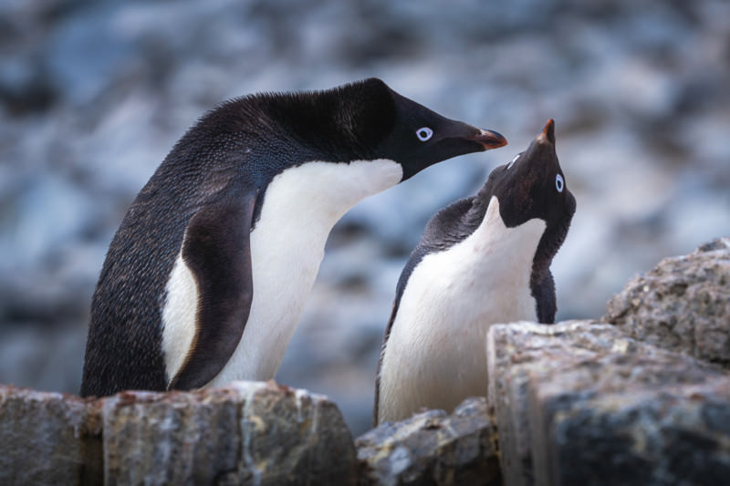   Audrey penguins arguing