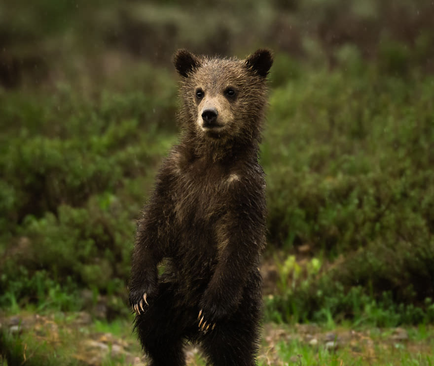 Baby bear in the wild / Brooke Bartelson