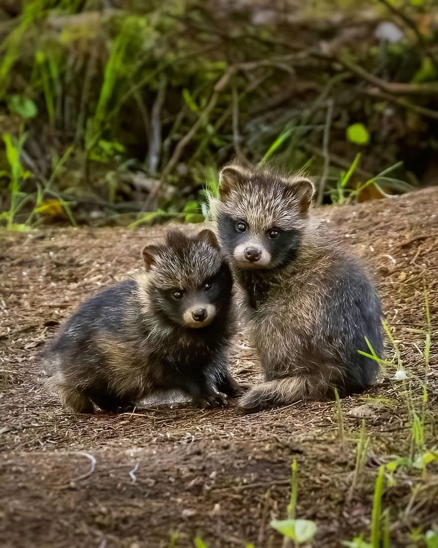 Baby Raccoon / Asi Saarinen