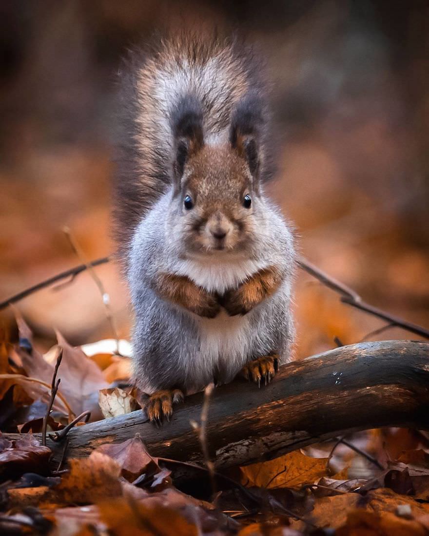Baby Squirrel / Asi Saarinen