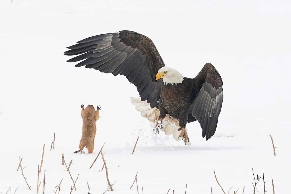 Bald Eagle and Prairie Dog / Arthur Trevino / Wildlife Comedy Photography Contest
