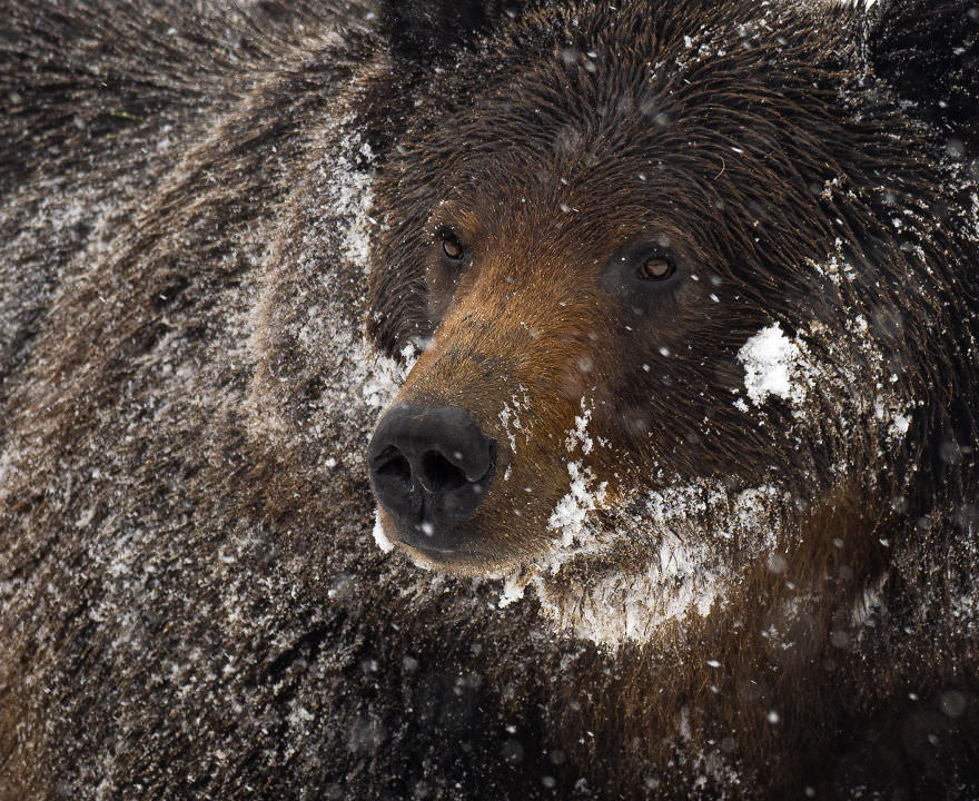 Bear in the Snow / Brooke Bartelson