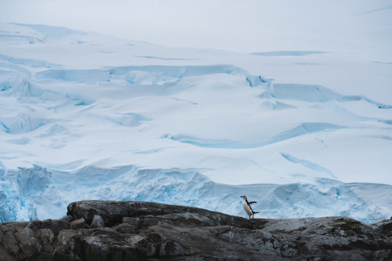 Bearded penguin against Antarctic glaciers