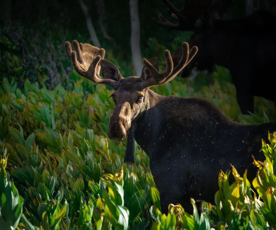 Big Wild Deer / Brooke Bartelson