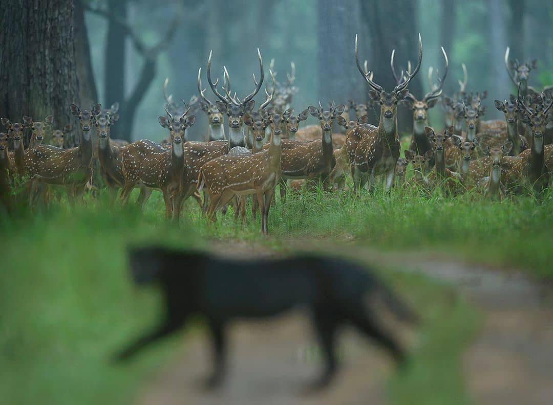 Black panther and herd of deer/ Shaz Jag