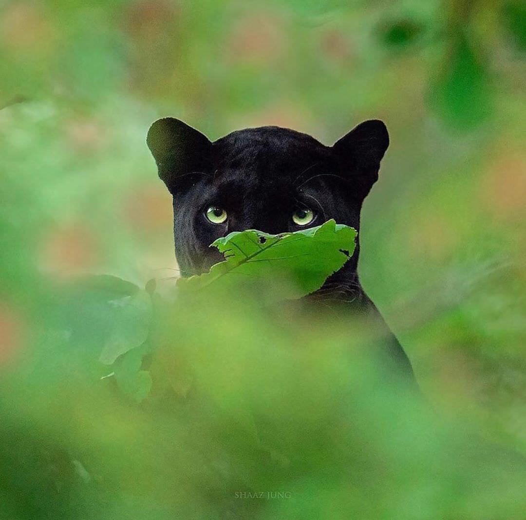 Black panther in Indian jungle/ Shaz Jag