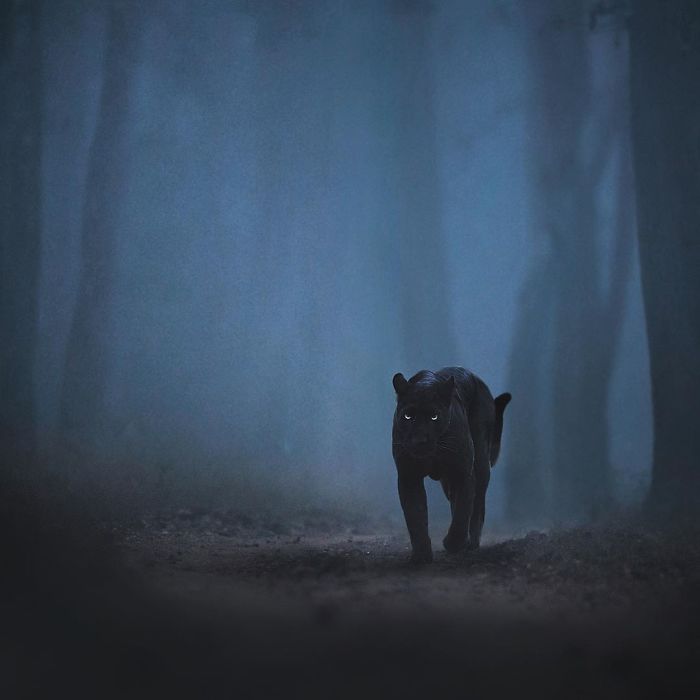 Black Panther in the Dark Forest/ Shaz Jag