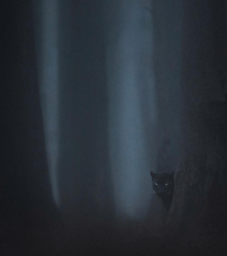 Black Panther in the Dark Forest/ Shaz Jag