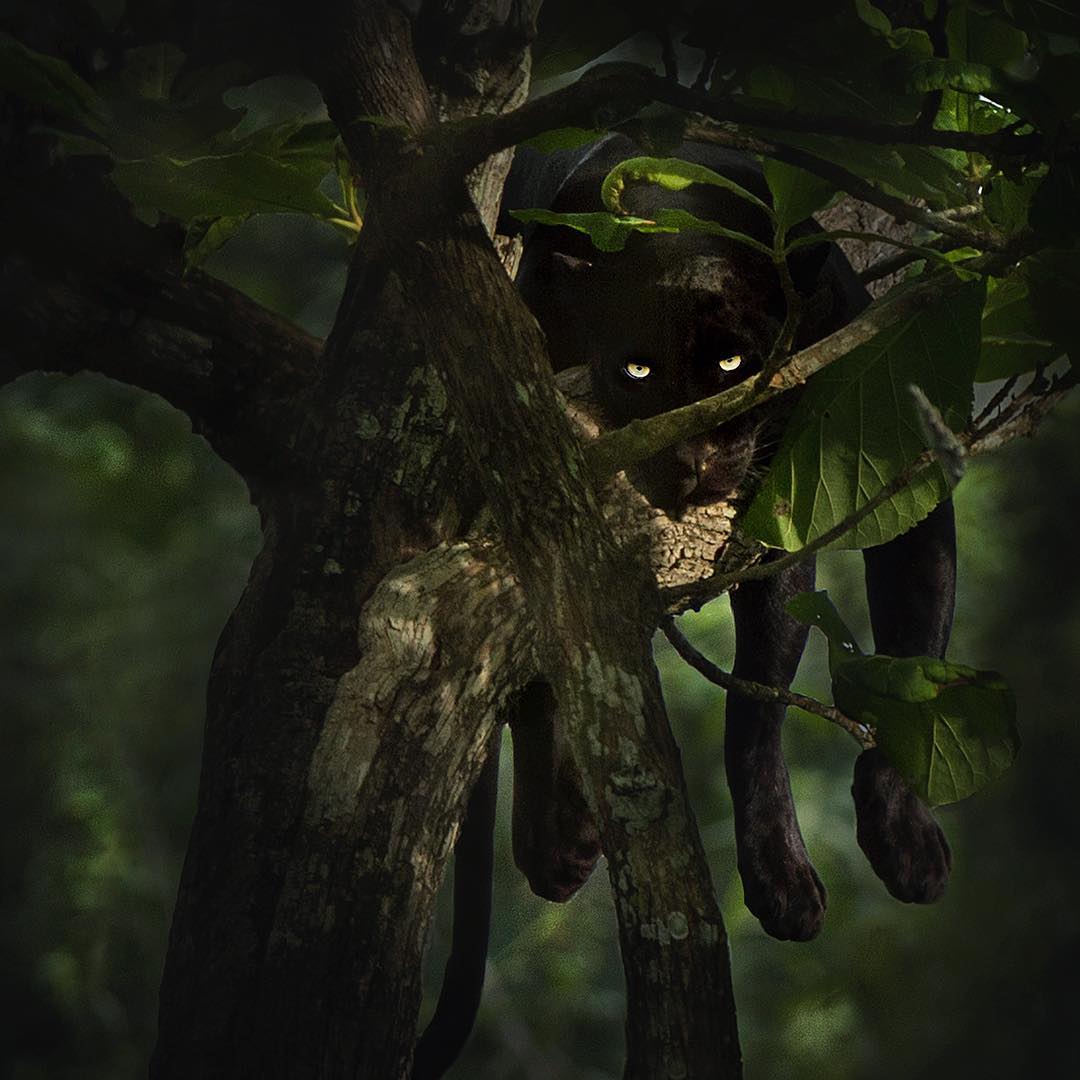 Black panther in the Indian forest on a tree / Shaz Jag