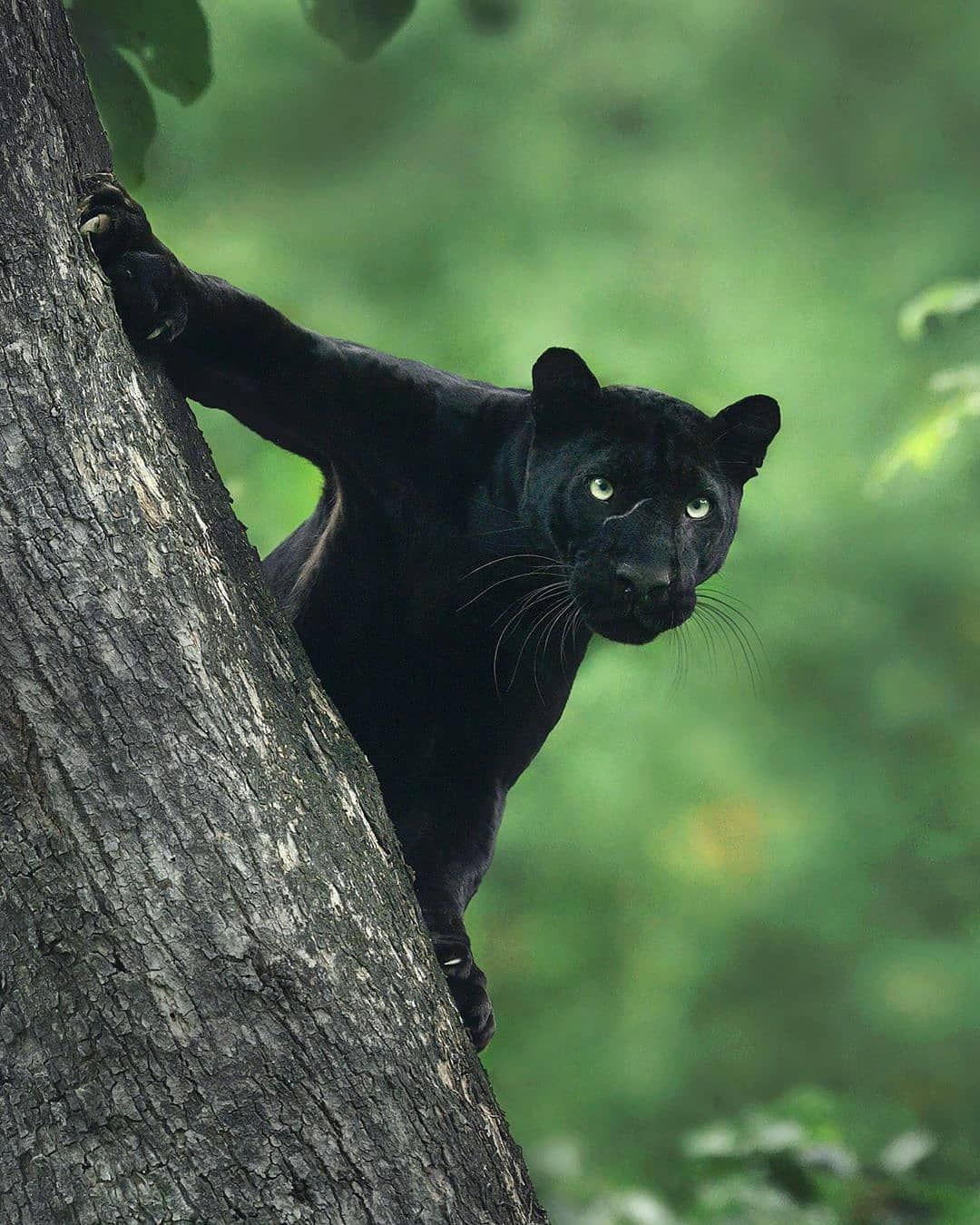 Black panther lurking in the tree / Shaz Jag