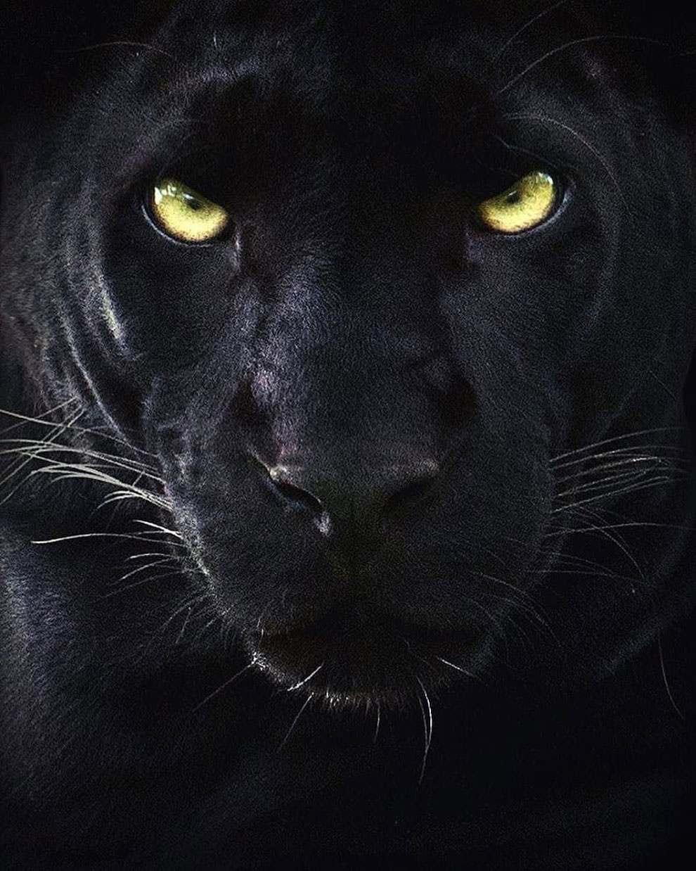 Black Panther Portrait / Shaz Jag
