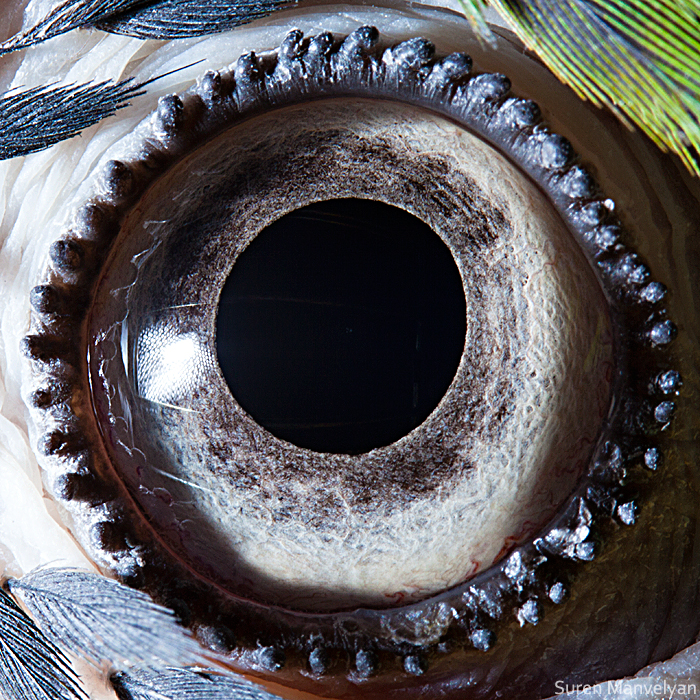 Blue-yellow macaw parrot's eye / Soran Manoulian