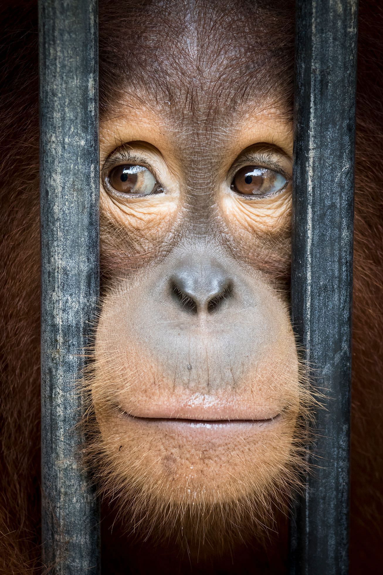 Captive orangutan / Maxim Aliaga / PA2F environmental photography  