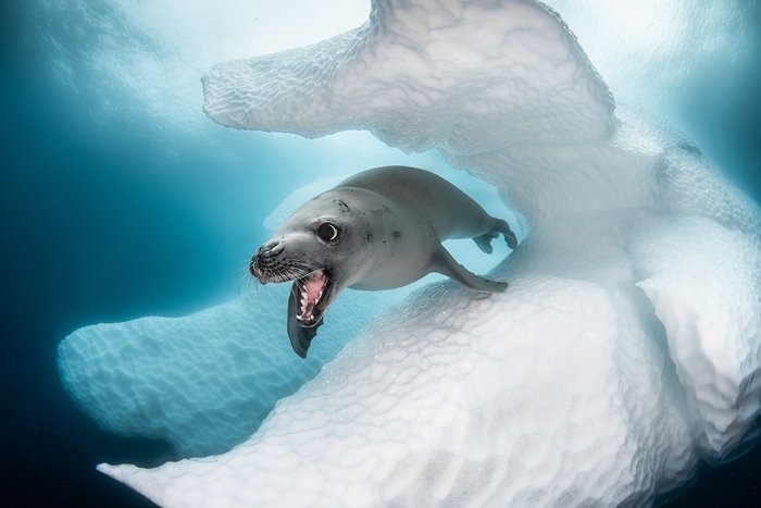 Selected Images In The Artistic Photography Contest Of The Ocean